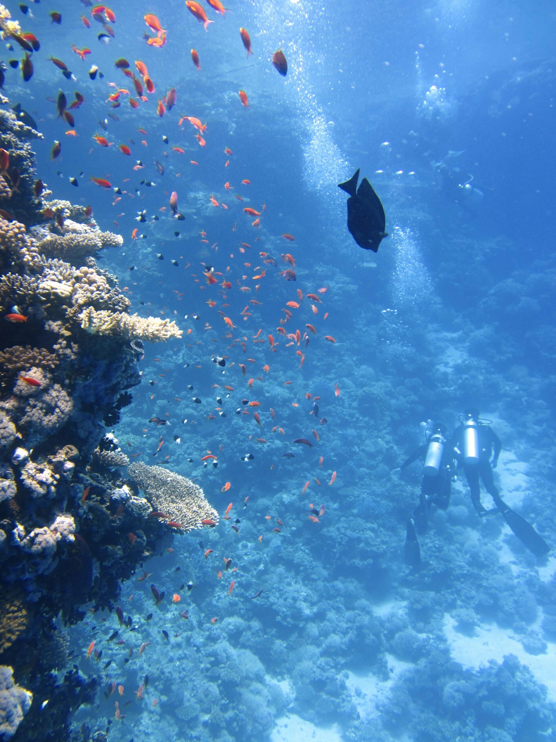Scuba divers explore a lively coral reef, surrounded by colorful fish, in a clear ocean setting.