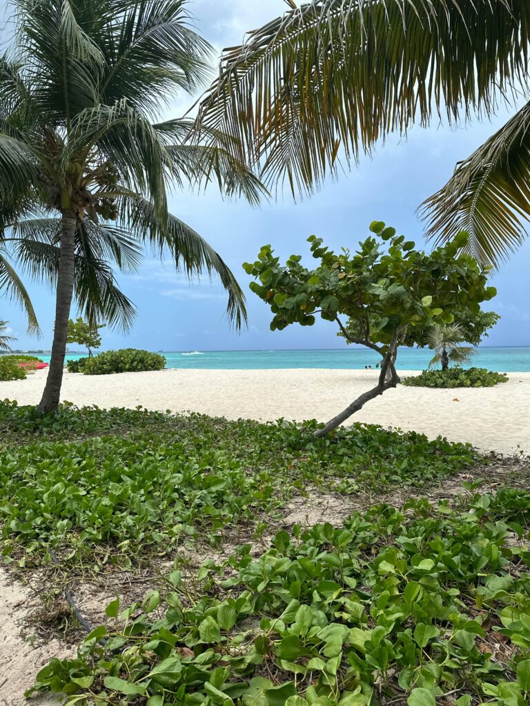 Serene beach scene in the Cayman Islands with palm trees and turquoise waters.