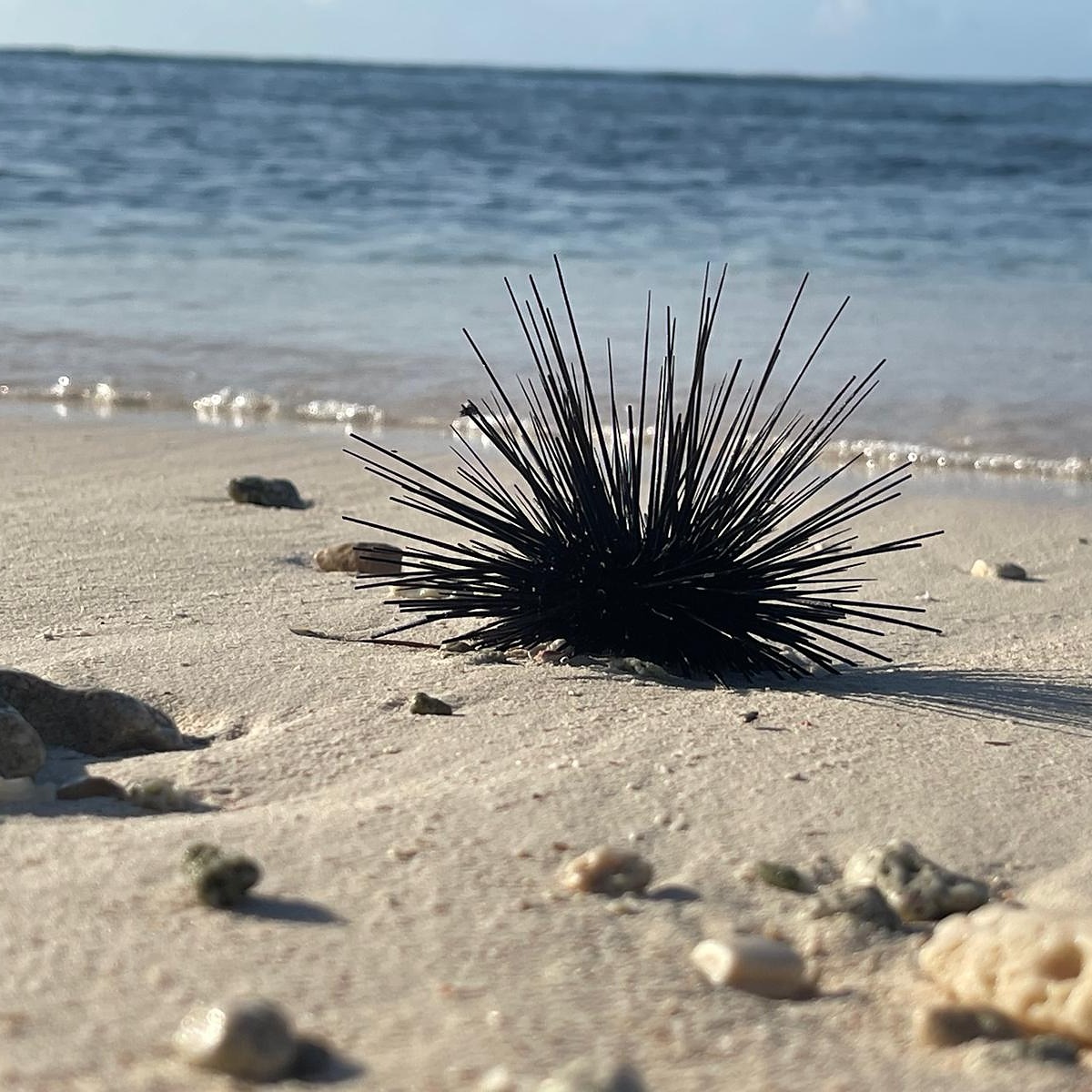 IMG-20250604-WA0002-1-1-square