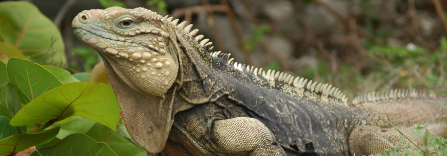 iguana